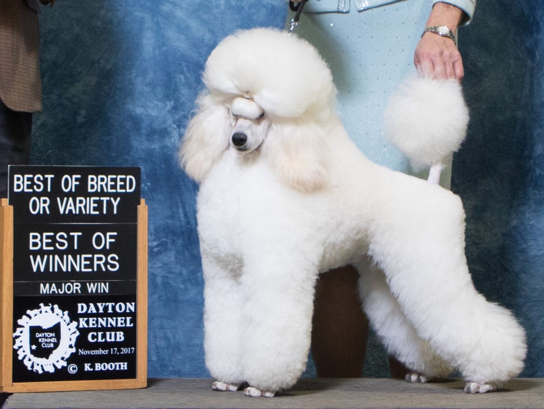 Poodle sales kennel club