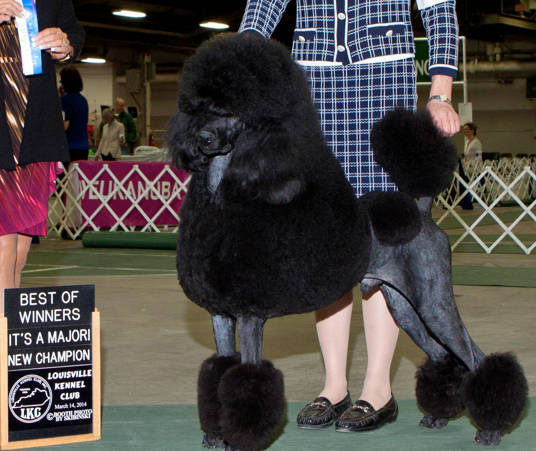 Kennel club clearance miniature poodle