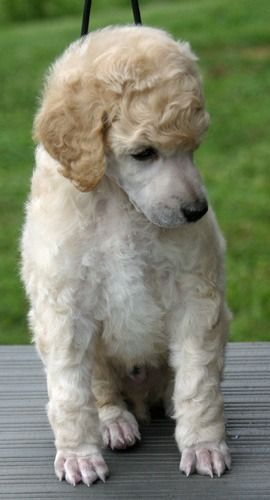 Tucker at 5 weeks old
