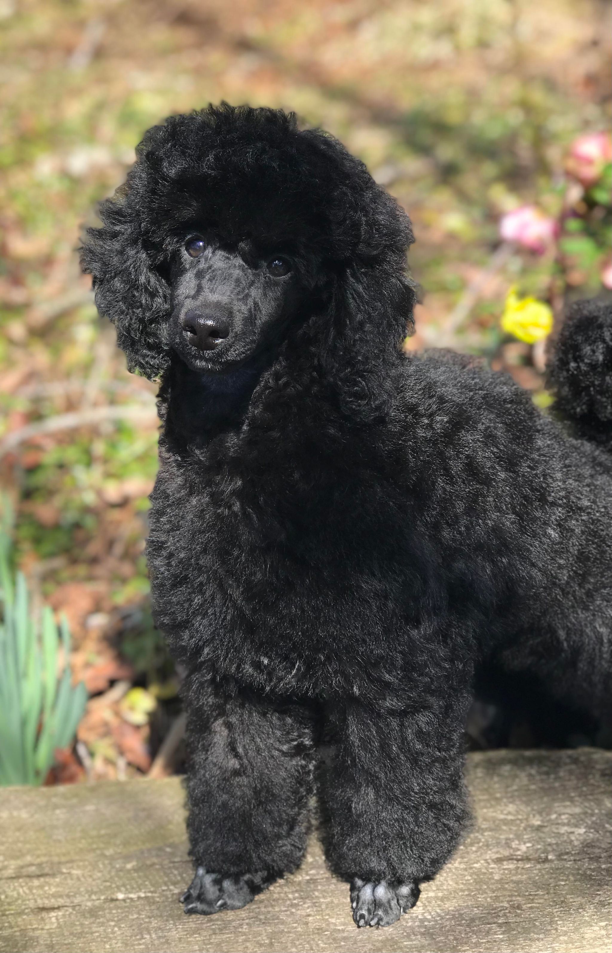 Available poodles cheap