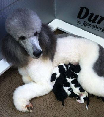 Tammy and her babies
