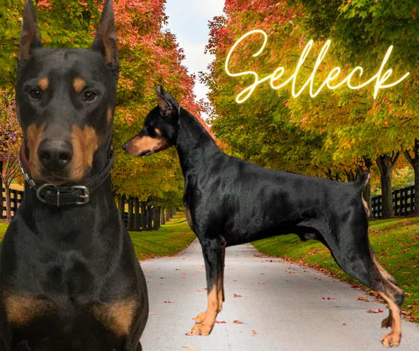 Cha dobermans sales