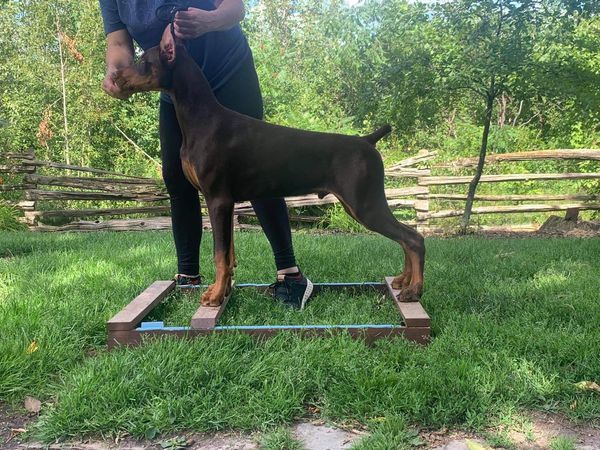 Dobereich dobermans sales