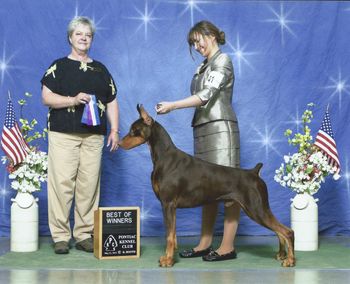 Crixus WD/BOW. UKC CH Melrae's ShoMe The Gladiator. Pontiac Kennel Club 5/21/15 thank you to Judge Ms. Lynn Jech
