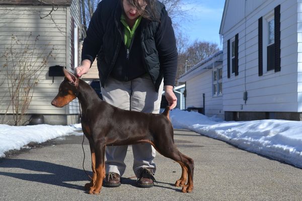 Gladiator best sale doberman pinscher