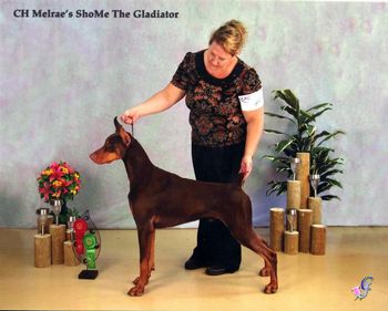 UKC CH Melrae's ShoMe the Gladiator
