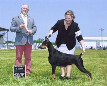 Sho Me's Queen of Diamonds - BEST OF BREED - Owner handled. Thank you Judge Guy Jeavons.

