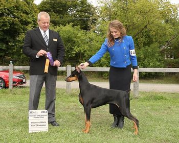 CKC CH Melrae's ShoME Kiki of Aquarius
