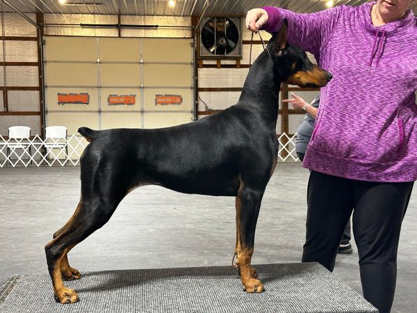 Raindance dobermans best sale