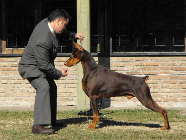 Gladiator 2024 doberman pinscher