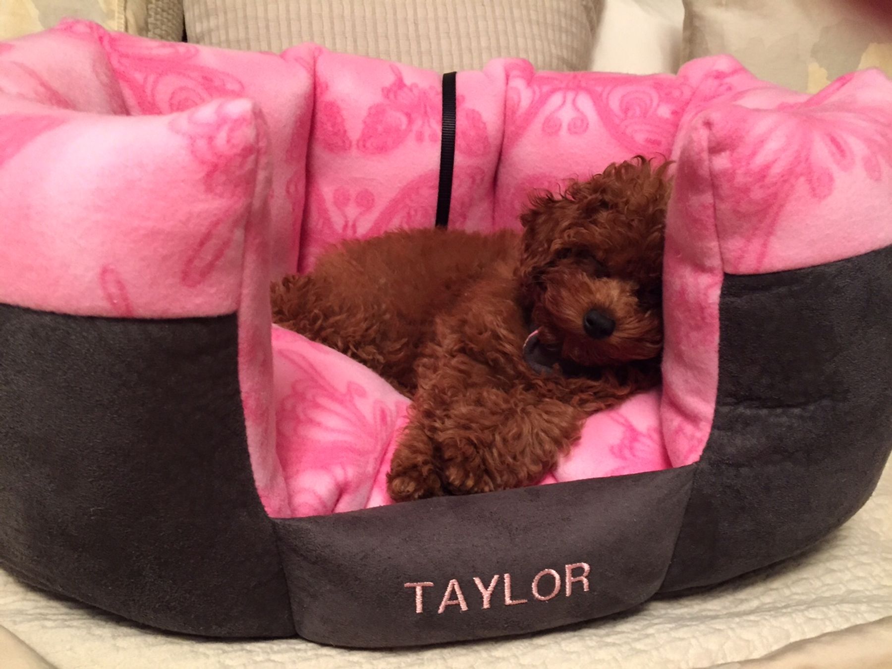 Custom Made Pet Products Celebrity Pet Beds