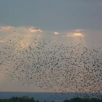 "MIGRATION" THE MUSIC OF CHRISTOPHER PAYNE