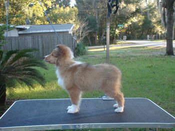 Puppy Boy #2 "Todd" judge side 11 wks 10 1/4
