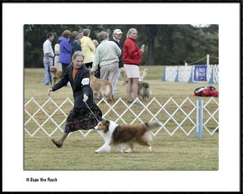 Snickers in the classes, showing correct sheltie movement, Memphis, TN Photo by Dean Von Pusch
