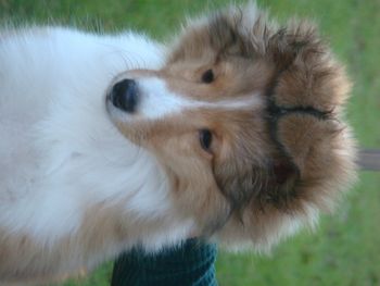 Puppy Boy 1 "Todd" at 11 weeks
