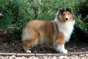 Lorain's The Drama Queen "Sarah" photographed by Norma Engel, Warmwinds Shelties on August 2, 2008. Sarah is up to 9 pts, all from the Bred By Exhibitor class.
