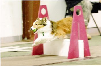 Spice with her beloved tennis ball doing flyball.
