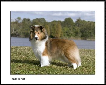 Ch. Lorain's Impeachable Offense, PT "Peaches" at 18 mos old, Orlando Fairgrounds, Photo by Dean Von Pusch
