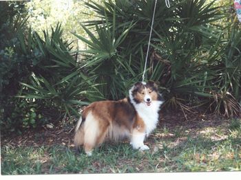 Charmie, at age 5 6/6/96-12/28/10
