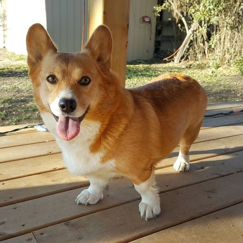 Corgi breeder sale quebec