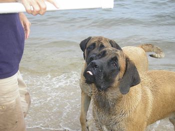 Mommy... throw the stick already!!!
