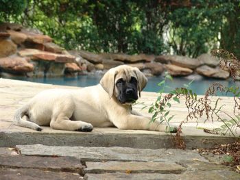 Bentley lounging by the pool.
