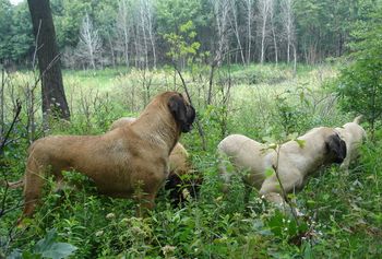 Did you see that? Was it a deer?
