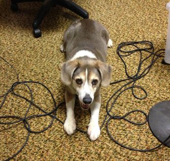 The Grey Beagle Cody
