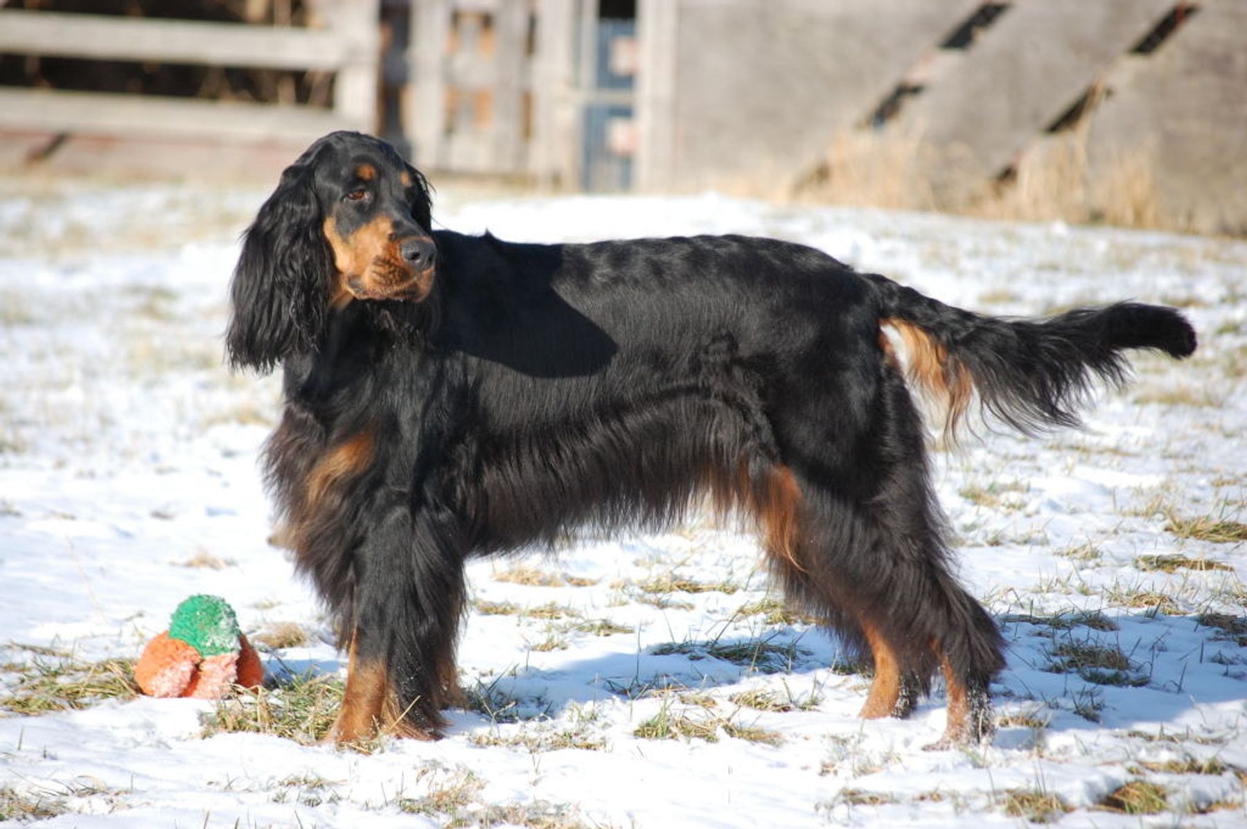 Pointsetter Farm - Gordon Setters