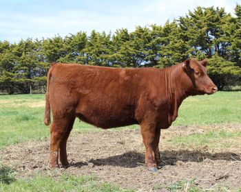 Lot 26 Claremont Red Montana

