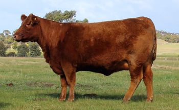 LOT 17 Claremont Red Leading Lady
