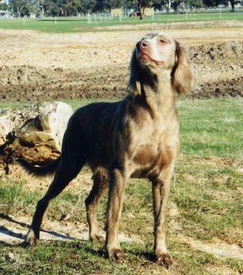 Australian Champion Bromhund Tiffini Brushed
