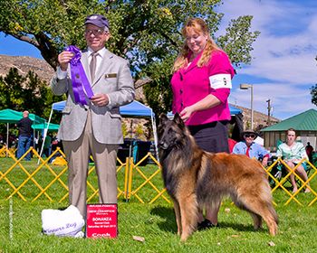 Winners Dog and new
AKC Champion
