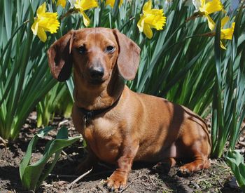 Trudy welcoming spring She is a true cover girl
