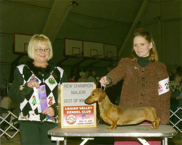 Tarlyn Dachshunds - Show Photos