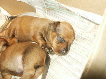 2 week old Wirehaired pup
