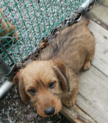 Wirehaired pup
