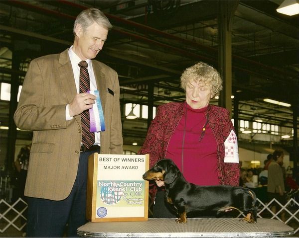 Tarlyn Dachshunds - Show Photos