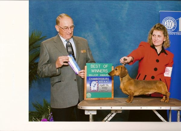 Tarlyn Dachshunds - Show Photos