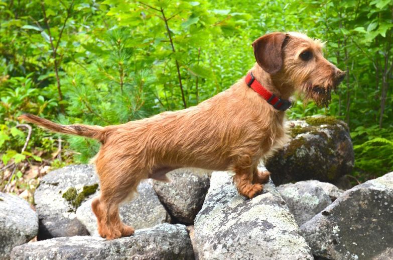 Wheaton wire shop haired dachshund