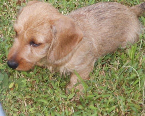 Tarlyn Dachshunds - Puppies