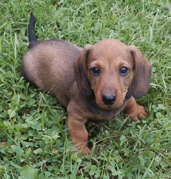 Tarlyn best sale miniature dachshunds