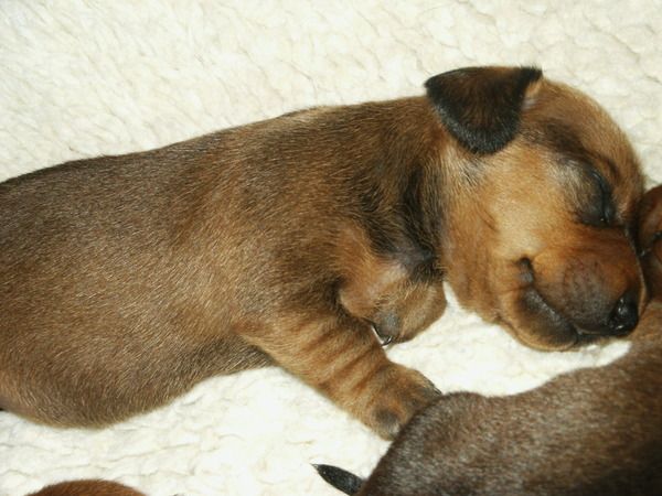 Tarlyn Dachshunds - Puppies