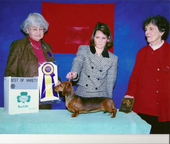 Tarlyn Dachshunds - Show Photos