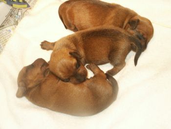 Red Wirehaired Puppies
