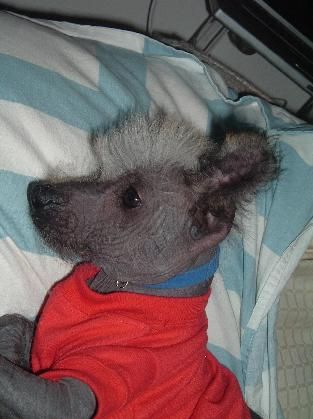 My strange but adorable mexican hairless puppy, Dinky also known as "Hawk" for the obvious reason.
