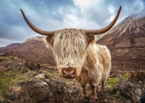 Shaggy-faced Highland cattle staring direcly into camera