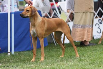 CH Mwen-Yezi's a Taste for Champagne, OA,OAJ, CGC
