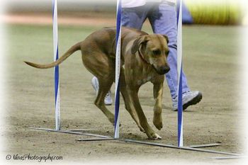 Fizz.  GCH Mwen-Yezi's A Taste for Champagne, MX, MXJ
