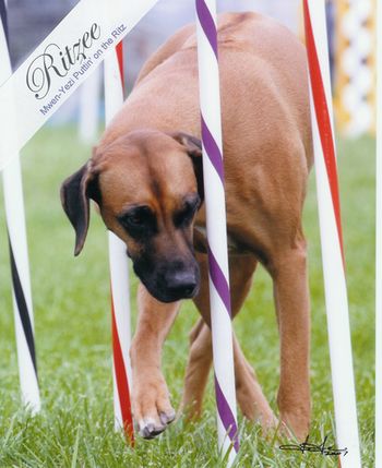 Ritzee and the weave poles
